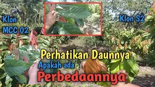 Perbedaan klon unggul MCC 02 vs S2 (Br25) ‼️ Penampakan daun