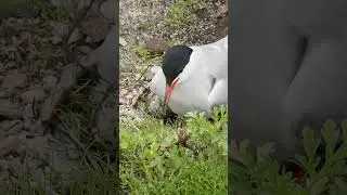 Common Tern Parent Returns to Eggs and Nest #shorts