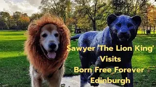 Sawyer 'The Lion King of Edinburgh' Visits Born Free Forever