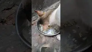 Cat's Meal Time #cat #shortvideo