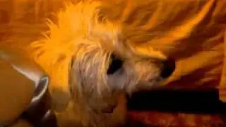 Il mio cane incredulo e spaventato :)