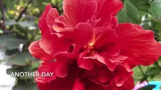 My hibiscus never stop blooming