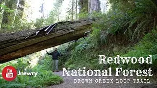 Hiking in Redwood National Forest | Brown Creek Loop Trail