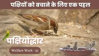 Birds need us this summer | Dera Sacha Sauda