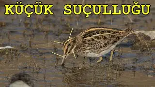 K&uuml;&ccedil;&uuml;k su&ccedil;ulluğu beslenmesi | Jack Snipe |  Lymnocryptes minimus