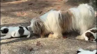 Quality shihtzu male and female puppy available in Kerala cheap price|shihtzu puppies sale|kerala|
