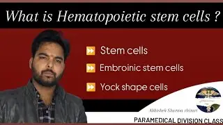 Hematopoietic stem cells! Blood cell formation! Embryonic stem cells! Liver! Bone marrow