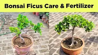 How to feed dap fertilizer / Island ficus care & fertilizer / Dap fertilizer kya hai?