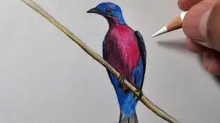 Como desenhar um pássaro: Anambé de peito roxo