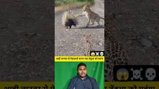 Leopard had to pay a heavy price for teasing a porcupine 🤔 #shorts #porcupine #leopard #animal #animalshorts