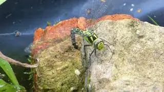 Hawker Dragonfly laying eggs - Aeshna cyanea - Drekafluga - Slenjur - Vatnaskord&yacute;r
