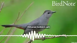 Quirky Words for Gray Birds