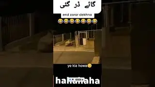 Funny videos - Mrclips
