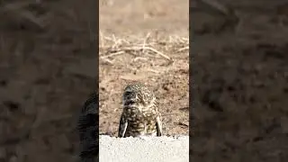 Curious Burrowing Owl🦉