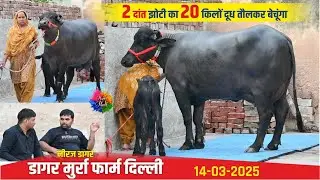 2 दांत झोटी का 20 किलों दूध तौलकर बेचूंगा || DAGAR MURRA DAIRY FARM JHARODA, DELHI