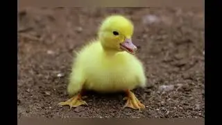 Animals 4k relax / Animaux 4k musique relaxante