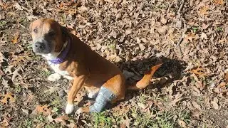 Boaz needs a veterinary professional sent to my location and I am asking for help for him ἔ&mu;&pi;&rho;&omicron;&sigma;&theta;&epsilon;&nu;