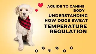 Understanding How Dogs Sweat: A Guide to Canine Body Temperature Regulation
