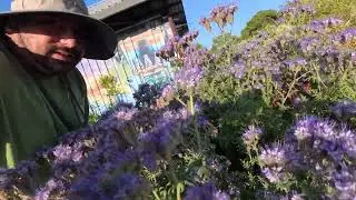 Lacy Phacelia Flowers With Francisco Meza