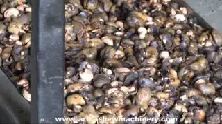 Automatic Cashew Nut Shelling Machine.By ART Machinery, Kanodar