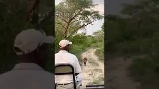 #shorts Safari vibes. 🦁🦏🐆🐘