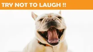 Funniest Cats and Dogs - Awesome Funny Pet Animals Life Video 😇