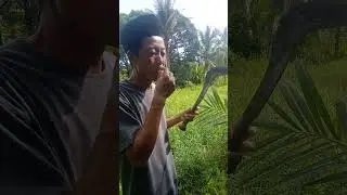 SABIT MURAH BERKUALlTAS TES KETAJAMAN DI KEBUN 1 hektar FUll RUMPUT 