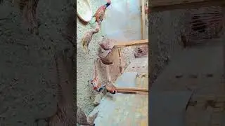 pheasant ke pehchan kiss tara krana chaya #pheasant #viral
