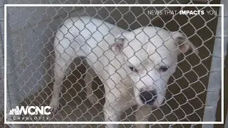 CMPD Animal Care and Control expanding its hours this weekend