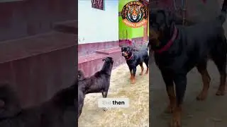Ротвейлер, который шокировал всех! 🐶🔥