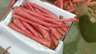 Red Carrots packing processing for export line ||  Best Gajar quality #carrots #mixvideosnoora