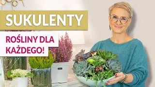 KOMPOZYCJA Z SUKULENTÓW - piękna dekoracja dla każdego wnętrza