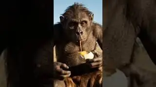 Prehistoric Ingenuity  Early Human Ancestor's Egg Feast #viralvideo #funny #youtubeshorts