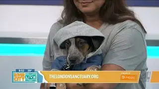 Passion 4 Pets: An adorable NFL Litter up for adoption from The London Sanctuary