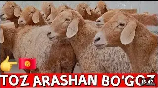 YANGI OBUNACHMIZDAN 90+ ARASHAN BÒGOZ SOVLIQ ARASHAN QOCHQOR KELDI #arshan#bobouz