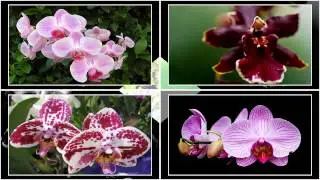 ProShow Producer 6 Style Download