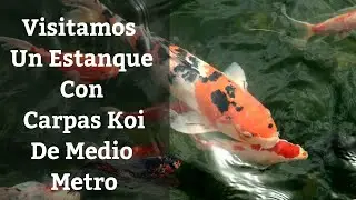 🔵 Estanque De  Goldfish Y Carpas Koi De Medio Metro (Acuarios MB) #goldfish #carpas #acuariofilia