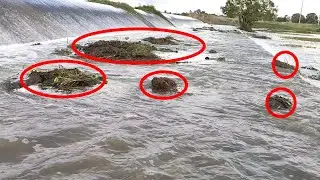 If we don't clean up the water plants, It will grow all over the dam