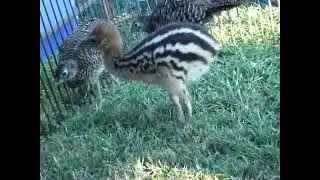 Cassowary chick