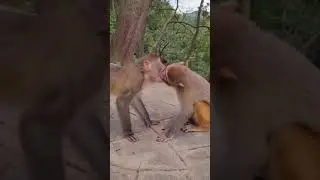 this video and twist 😁😁😁😁 monkey 😘💋