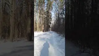 Ruciane-Nida 2026-02-01 las za Zespołem Szk&oacute;ł Leśnych, Nadlesnictwo Maskulińskie, Puszcza Piska