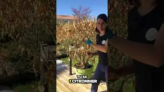 Citronnier gel&eacute; comment faire? #jardin #citrus #citronnier #arbre #gel #taille #tree #garden