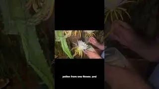 Dragon Fruit Growing Hack No One Talks #fruit #reddragonfruit #gardening #dragon fruit