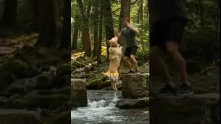 Strong Bond With Humans