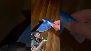 RESGATANDO PEIXE VOADOR