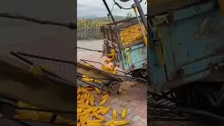 the process of shedding corn kernels  #shorts