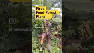 Первое растение в продовольственном лесу 🍌
