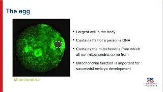 Tick Tock in the Womb: How biological ageing before birth affects life-long health.
