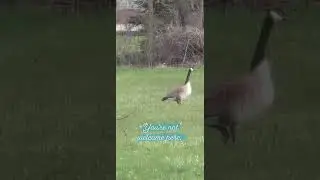 Go Away, Geese!