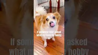 What&rsquo;s Freddie&rsquo;s fav hobby? 🐶  #cutedog #puppy #remix #dogshorts #shuperfun